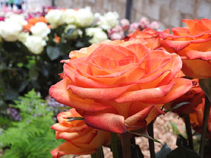 Temps de Flors 2024. Bas&iacute;lica de Sant Feliu
