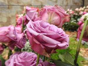 Temps de Flors 2024. Bas&iacute;lica de Sant Feliu
