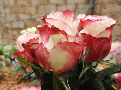 Temps de Flors 2024. Bas&iacute;lica de Sant Feliu