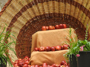 Temps de Flors 2024. Escales de Sant Mart&iacute;