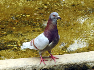 Temps de Flors 2024. Pla&ccedil;a de l'Assumpci&oacute;