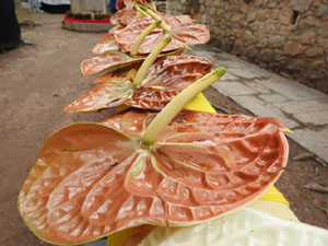 Temps de Flors 2024. Absis de Sant Pere de Galligants