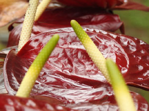 Temps de Flors 2024. Absis de Sant Pere de Galligants