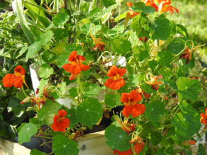 Temps de Flors 2024. Centre C&iacute;vic Ter