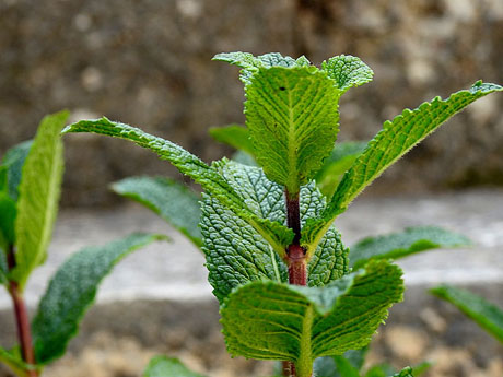Temps de Flors 2024. Universitat de Girona - Escales de Sant Dom&egrave;nec