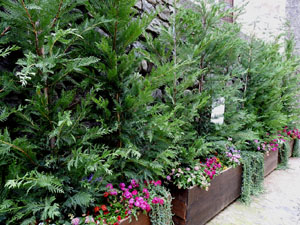 Temps de Flors 2024. Espais diversos