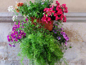 Temps de Flors 2025. Ajuntament de Girona. Entrada