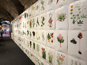 Temps de Flors 2025. Pia Almoina - Col&middot;legi d'Arquitectes de Catalunya