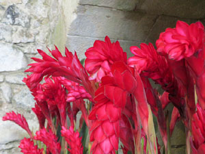 Temps de Flors 2025. Banys &Agrave;rabs