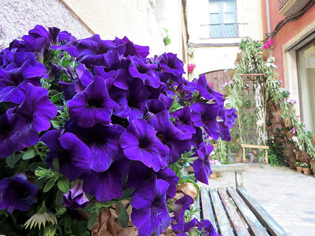 Temps de Flors 2025. Pla&ccedil;a Bell-lloc