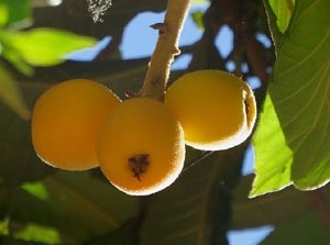 Temps de Flors 2025. Els Museu d'Hist&ograve;ria dels Jueus