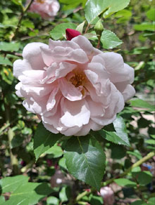 Jardins de la Devesa