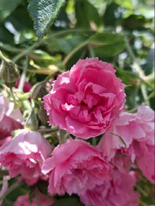 Jardins de la Devesa