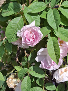 Jardins de la Devesa