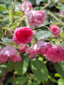 Jardins de la Devesa