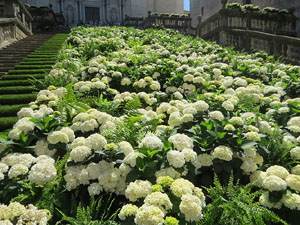 Temps de Flors 2025. Els Escales de la Catedral