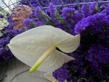 Temps de Flors 2025. Font de moss&egrave;n Jacint Verdaguer