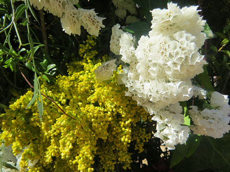 Temps de Flors 2025. Pla&ccedil;a de la Independ&egrave:ncia