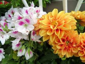 Temps de Flors 2025. El Jard&iacute; de la Inf&agrave;ncia