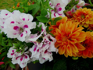 Temps de Flors 2025. El Jard&iacute; de la Inf&agrave;ncia