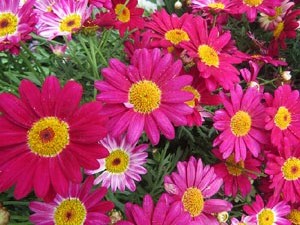 Temps de Flors 2025. Els Jardins de les Pedreres