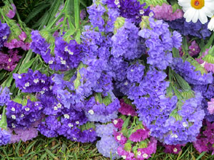 Temps de Flors 2025. Els Jardins de les Pedreres