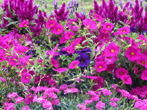 Temps de Flors 2025. Els Jardins de les Pedreres