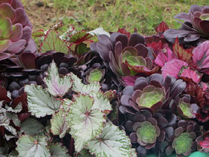 Temps de Flors 2025. Els Jardins de les Pedreres