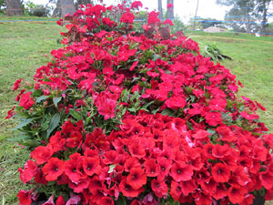 Temps de Flors 2025. Els Jardins de les Pedreres