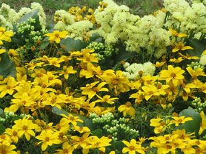 Temps de Flors 2025. Els Jardins de les Pedreres