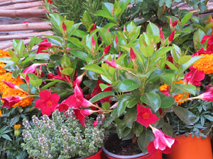 Temps de Flors 2025. Pujada de la Catedral - Escales de la Pera