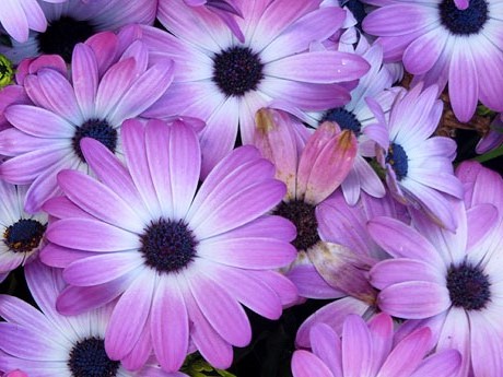 Temps de Flors 2025. Carrer de Trasfiguera