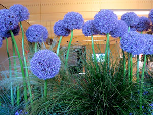 Temps de Flors 2025. Oficina de Turisme