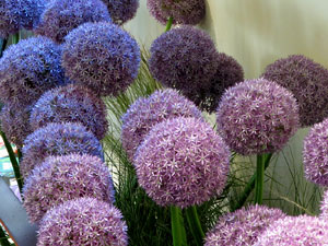 Temps de Flors 2025. Oficina de Turisme