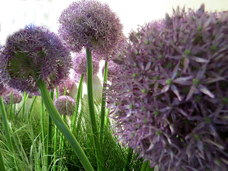 Temps de Flors 2025. Oficina de Turisme