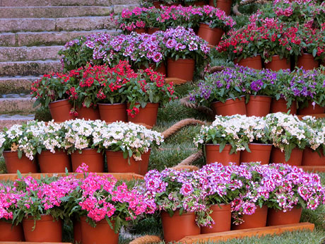 Temps de Flors 2026. Bas&iacute;lica de Sant Feliu. Escalinata lateral nord