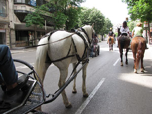 La Cavalcada de Sant Antoni 2013