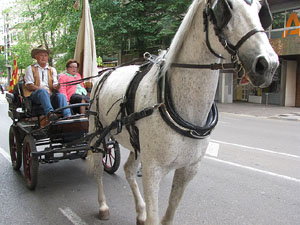 La Cavalcada de Sant Antoni 2013