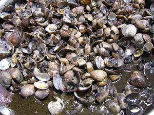 Girona10. Mercat del Lleó. Tastets gastronòmics