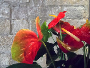 Girona Temps de Flors 2014. Espais, patis i exposicions diversos