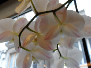 Girona Temps de Flors 2014. Espais, patis i exposicions diversos