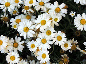 Girona Temps de Flors 2014. Espais, patis i exposicions diversos