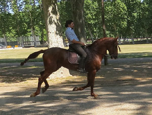 La Cavalcada de Sant Antoni 2015