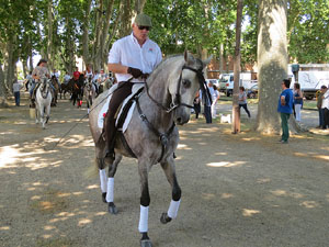 La Cavalcada de Sant Antoni 2015