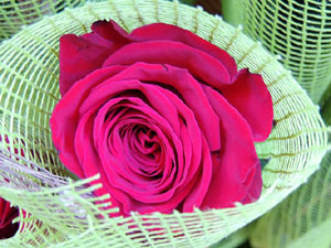 Sant Jordi 2015 a Girona