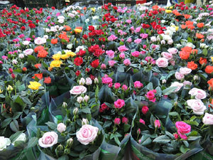 Sant Jordi 2015 a Girona