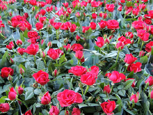 Sant Jordi 2015 a Girona