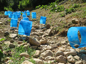 Temps de Flors 2015. La preparaci&oacute;