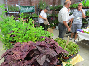 Eco.Si 2015. Fira de la cultura ecol&ograve;gica de Girona