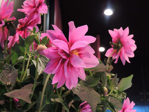 Nit de Flors i Sabors al Mercat del Lle&oacute;